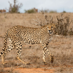 Graceful Cheetah Print