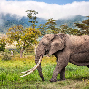 Magnificent Tusker Print