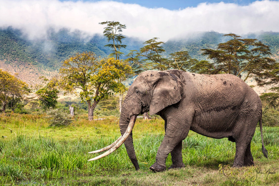 Magnificent Tusker Print