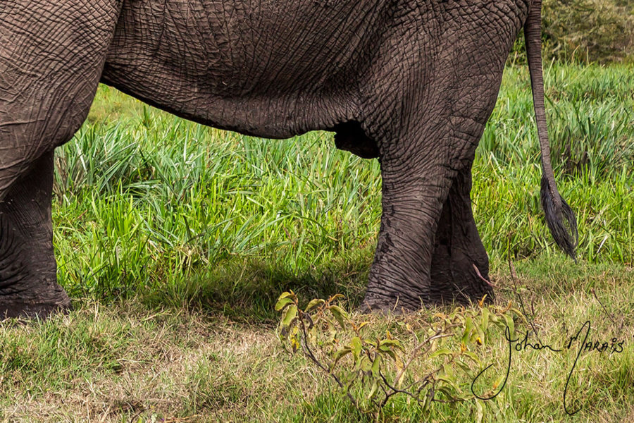 Magnificent Tusker Print