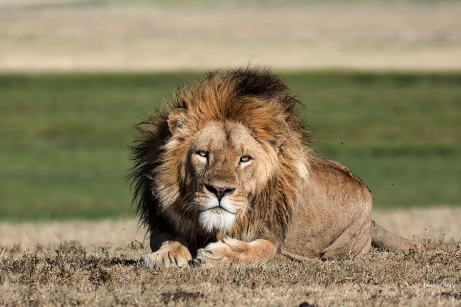 Majestic Lion Print