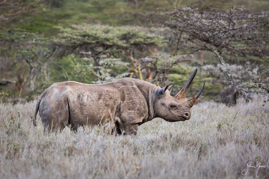 Rhino Print