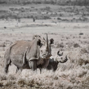 White Rhino Print