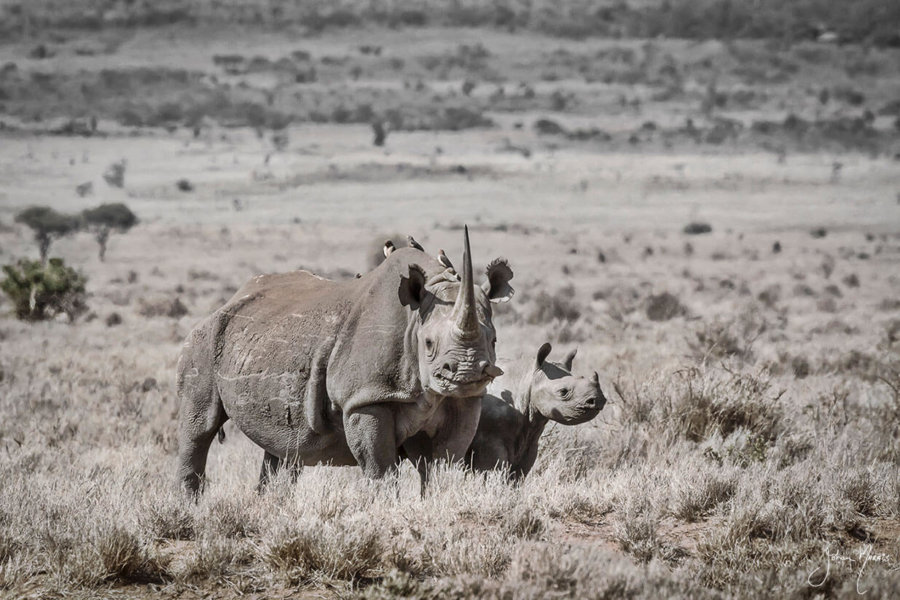 White Rhino Print