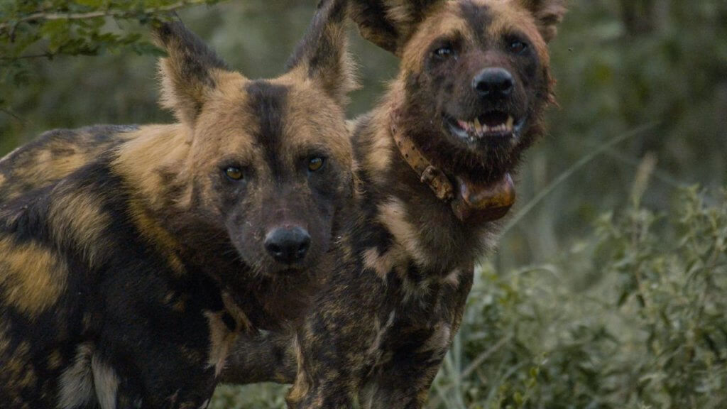 Wild Dogs