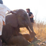 Elephant with leg snare