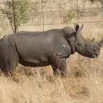 Rhino with bullet wounds