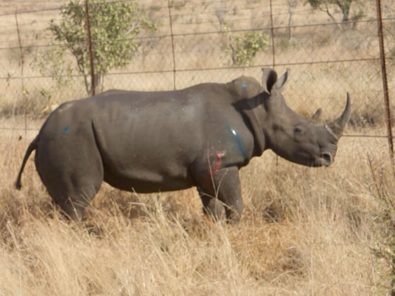 Rhino with bullet wounds